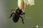 Bee and flowers