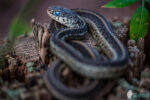 Marsh Snake