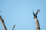 Crested Caracara (Caracara plancus) with rodent in beak