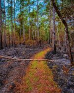 The Green Swamp, Florida, post-burn