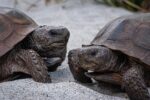 Pair of gopher tortoises (Gopherus polyphemus)