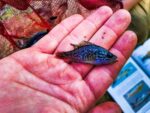 Juvenile Bluegill Fish, Horse Creek, Florida