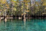 Cypress in Morrison Spring, Florida