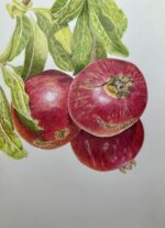 Sicilian pomegranates