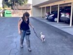 Working on loose leash walking