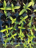 Our baby hemp plants