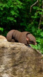 3D printed Armadillo